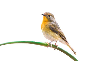 female of Muscicapa ferruginea (Ferruginous Flycatcher) isolate on white
