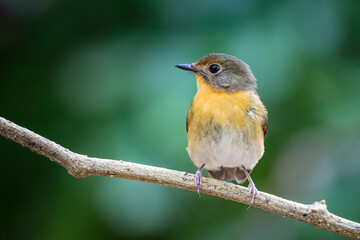 Female of Muscicapa ferruginea (Ferruginous Flycatcher)