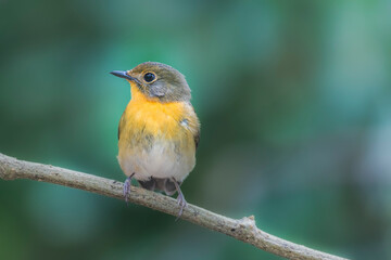 Female of Muscicapa ferruginea (Ferruginous Flycatcher)

