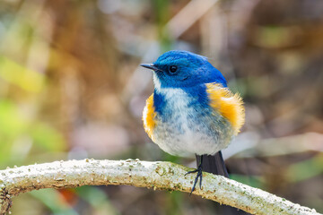 Red-flanked Bluetail, Orange-flanked Bush Robin, Bluestart