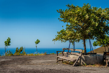 Bench near a plane tree on the seashore