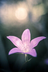macro view of wild  purple flower. selective focus.. beautiful lightening background