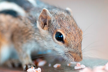 Young squirrel smelling rice on floor close up macro