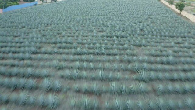 Aerial shot of green Agave tequilana growing on field, drone flying forward over plants at farm