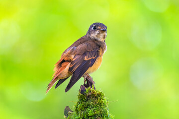 Muscicapa ferruginea (Ferruginous Flycatcher)