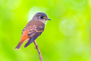 Muscicapa ferruginea (Ferruginous Flycatcher)