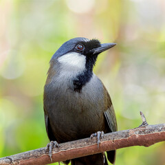 The black-throated laughingthrush (Garrulax chinensis) is a species of bird in the family Leiothrichidae.