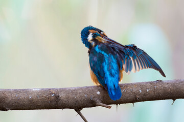 The common kingfisher (Alcedo atthis) also known as the Eurasian kingfisher, and river kingfisher.