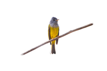 Grey-headed Canary-flycatcher (Culicicapa ceylonensis) isolate on white