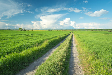 Summer view of the dirt road through green fields, white clouds on the blue sky