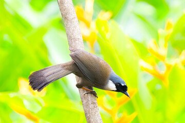 The black-throated laughingthrush (Garrulax chinensis) is a species of bird in the family Leiothrichidae.