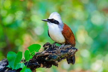 The white-crested laughingthrush (Garrulax leucolophus) is a member of the family Leiothrichidae.