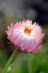 Australian native pink and white everlasting daisy flower; Xerochrysum bracteatum, family...
