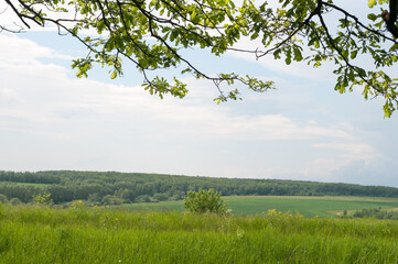 landscapes of Central Eurasia. Mixed forests and meadows. Bright summer sky, green grass meadows and trees.
