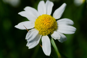 closeup from a daisy