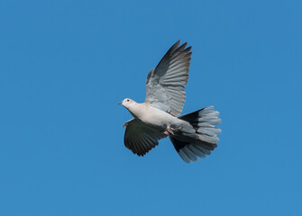 Fototapeta na wymiar Pigeon in flight with blue sky summertime