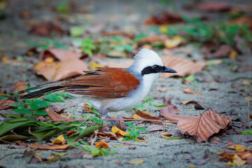 The white-crested laughingthrush (Garrulax leucolophus) is a member of the family Leiothrichidae.
