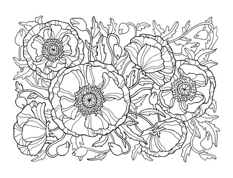 Poppy flowers pattern. Vector botanical illustration. Coloring book page for adult. Hand drawn artwork. Black and white. Bohemia concept for wedding invitation card