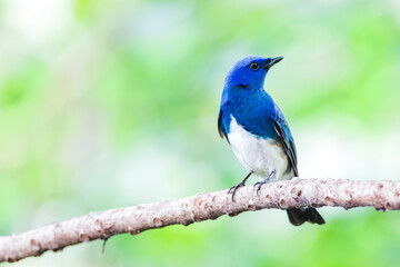 Zappey's flycatcher (Cyanoptila cumatilis)