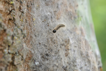 oak processionary close up with nest and urticating hairs in the background 