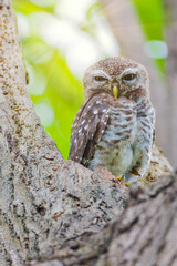 The spotted owlet (Athene brama) is a small owl which breeds in tropical Asia from mainland India to Southeast Asia.