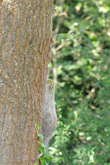 oak processionary nest at oak with pupated caterpillars