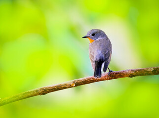 Red-throated Flycatcher (Ficedula albicilla)