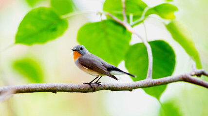 Red-throated Flycatcher (Ficedula albicilla)