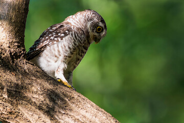 The spotted owlet (Athene brama) is a small owl which breeds in tropical Asia from mainland India to Southeast Asia.