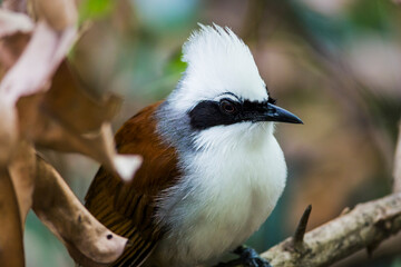 The white-crested laughingthrush (Garrulax leucolophus) is a member of the family Leiothrichidae.