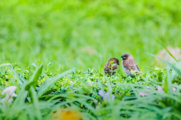 Scaly-breasted munia or spotted munia (Lonchura punctulata)