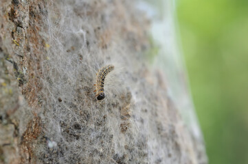 oak processionary close up with nest and urticating hairs in the background 