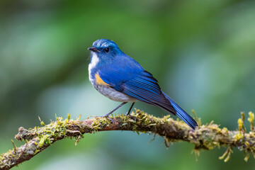 Male of Himalayan Bluetail or Orange-Flanked Bush Robin (Tarsiger rufilatus)