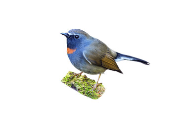 Red-throated Flycatcher (Ficedula albicilla)