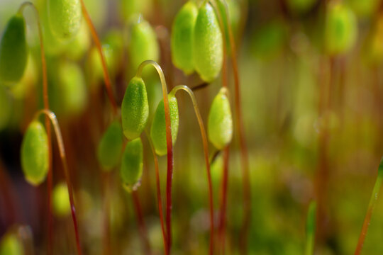 Macro of bryum moss (Pohlia nutans) with green spore capsules are growing on ground. Close up photo of lichen