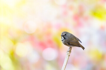 white-gorgeted flycatcher (Anthipes monileger)