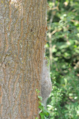 Obraz premium oak processionary nest at oak with pupated caterpillars