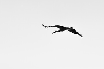 Stork flying in the sky