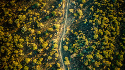 Aerial top vertical view of landscape with plants and ground and path in the middle - travel and...