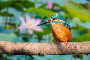 The common kingfisher (Alcedo atthis), also known as the Eurasian kingfisher and river kingfisher