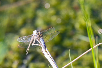 Dragonfly on a green background at sunset
