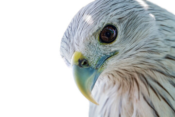 Naklejka premium Portrait of the falcon on a white background.