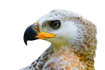 Closeup portrait of the head of Eagle, isolated on a white background.