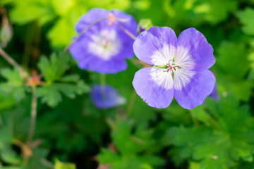 Close up view of bright beautiful geranium (rozanne) flower with green leaves on daylight. Beauty in nature. Flowers with purple petals, summer time