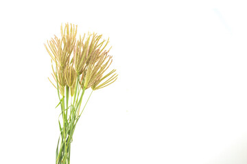 Grass flowers