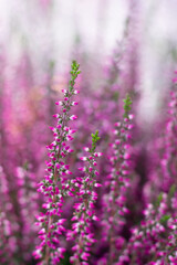 Vertical floral background with blossoming Heather flowers common known as Callluna Vulgarus with light bokeh effect. Botanical  background with shining sparkles in vertical format