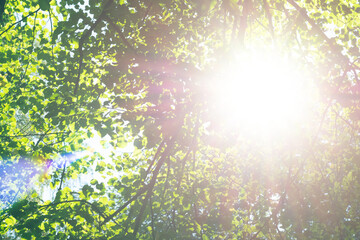 Bright sunlight through trees with green leaves. Look up view on tops of trees and sunbeam through it.