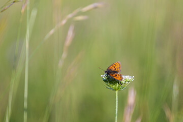 Butterfly on a flower at sunset