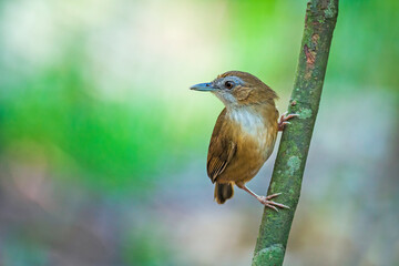 Abbott's babbler (Malacocincla abbotti) is a species of bird in the family Pellorneidae.