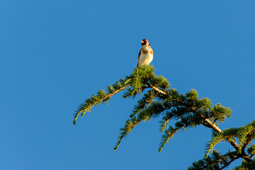 Goldfinch on a branch (Carduelis carduelis)